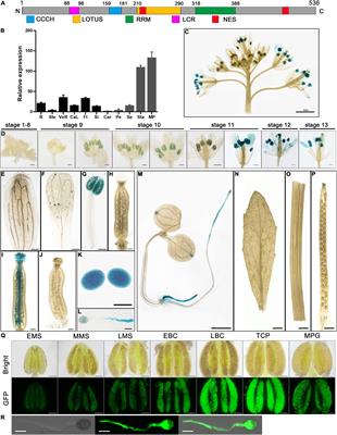 Highly Overexpressed AtC3H18 Impairs Microgametogenesis via Promoting the Continuous Assembly of mRNP Granules